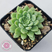 Load image into Gallery viewer, Sedeveria Silver Star x Mebina - John & Norma's Succulents