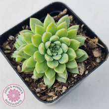 Load image into Gallery viewer, Sedeveria Silver Star x Mebina - John & Norma's Succulents