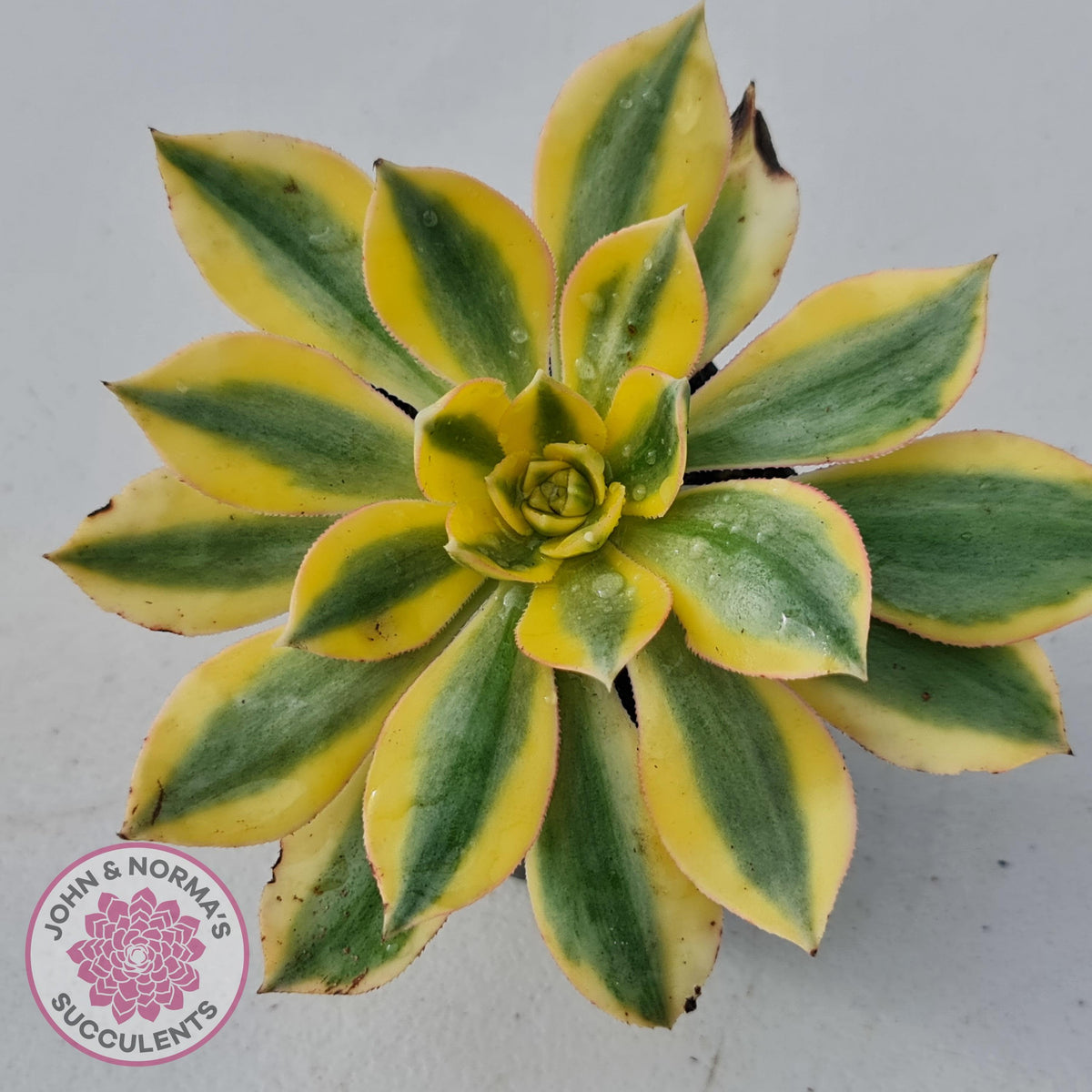 Aeonium 'Sunburst'