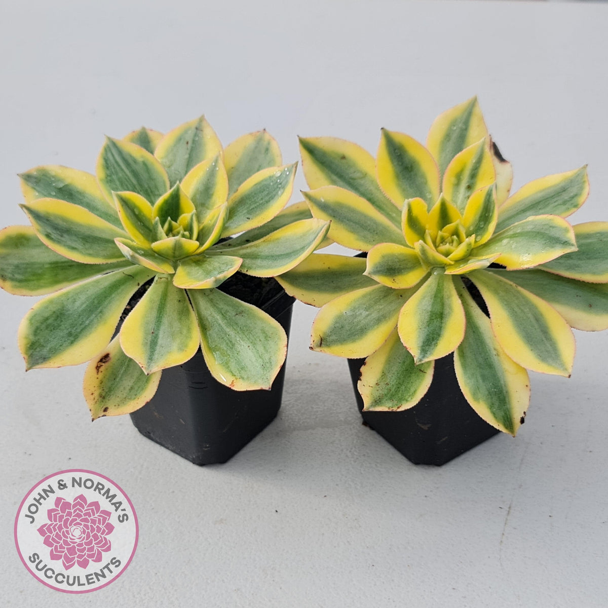 Aeonium 'Sunburst'