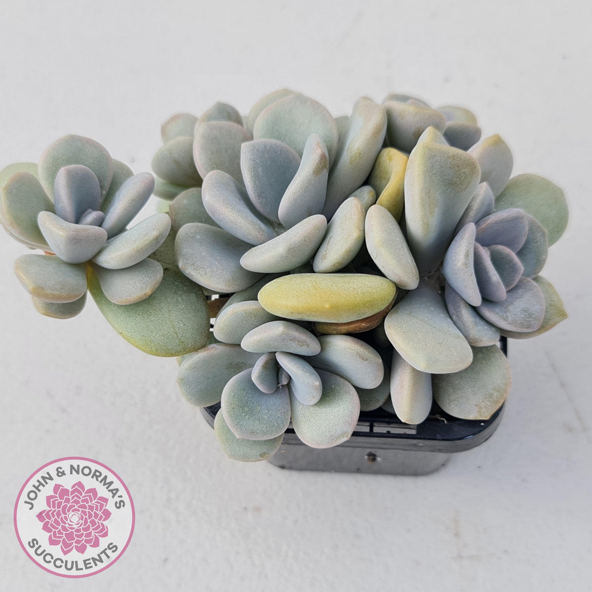 Graptoveria Margaret Rose