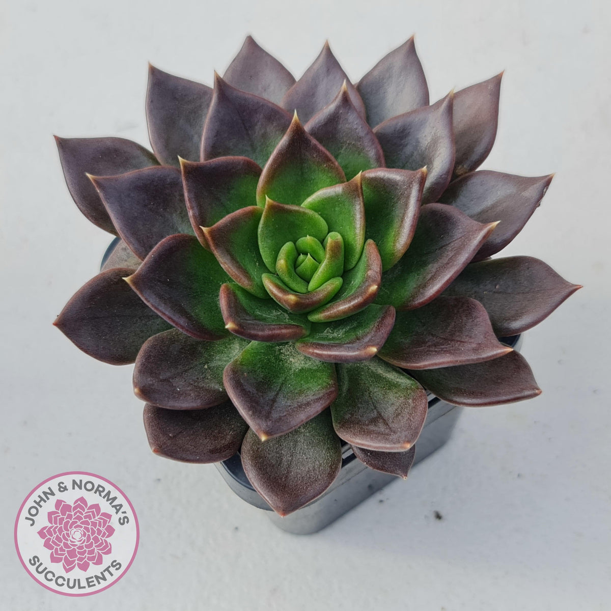 Echeveria Black Prince