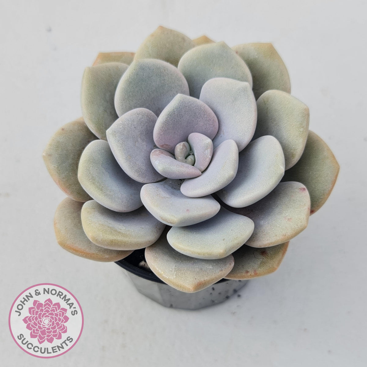 Graptoveria Margaret Rose