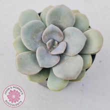 Load image into Gallery viewer, Graptoveria Margaret Rose - John & Norma's Succulents