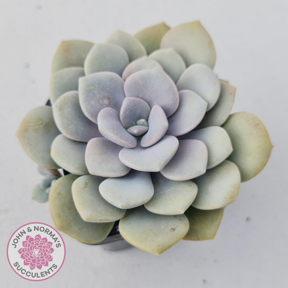 Graptoveria Margaret Rose