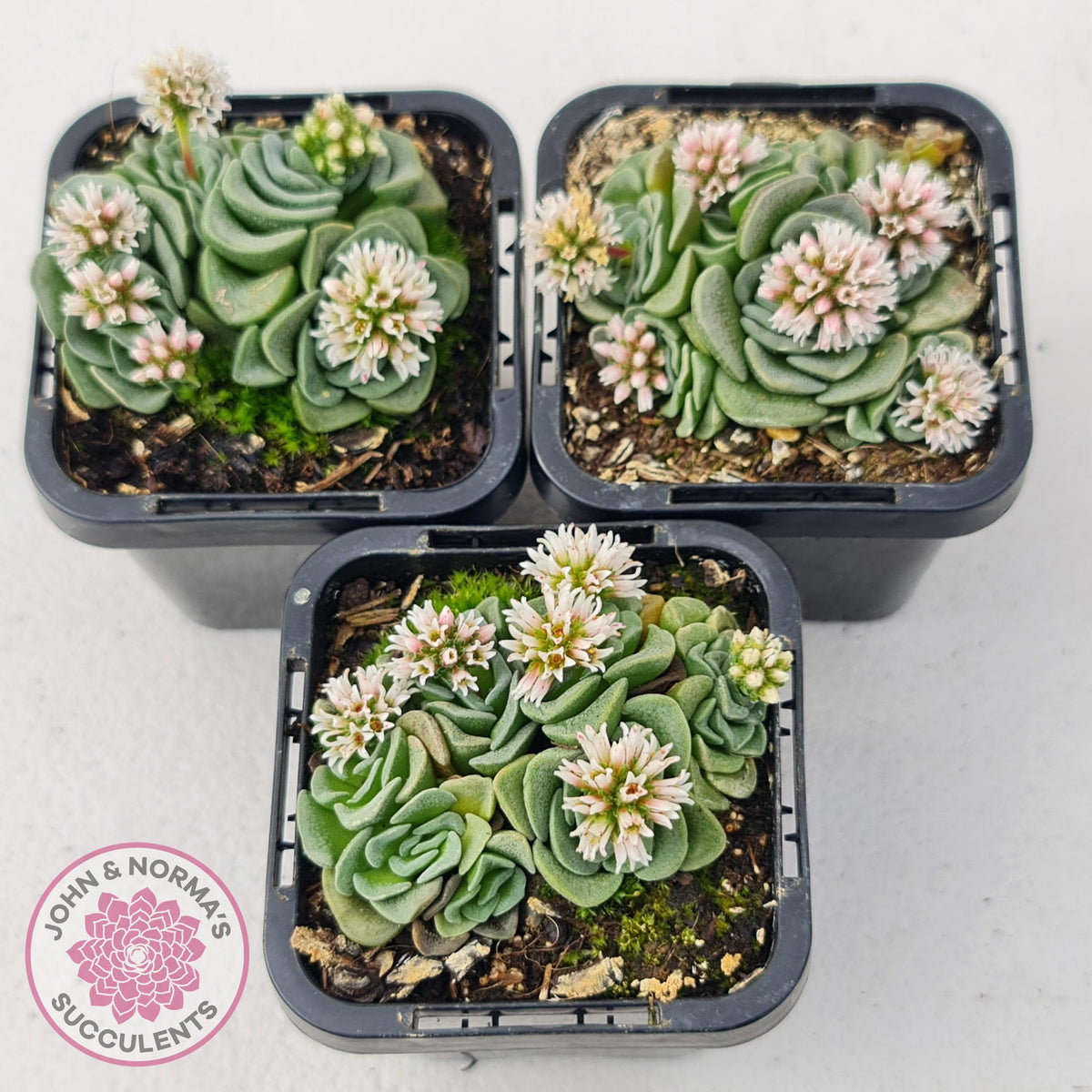 Crassula susannae hybrid