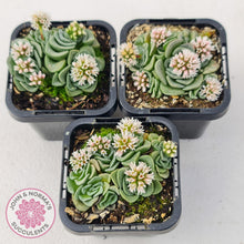 Load image into Gallery viewer, Crassula susannae hybrid - John & Norma's Succulents