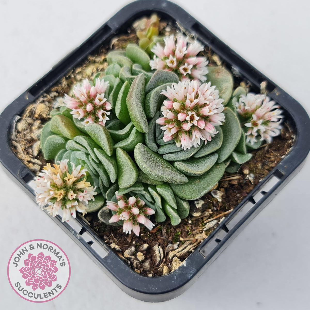 Crassula susannae hybrid