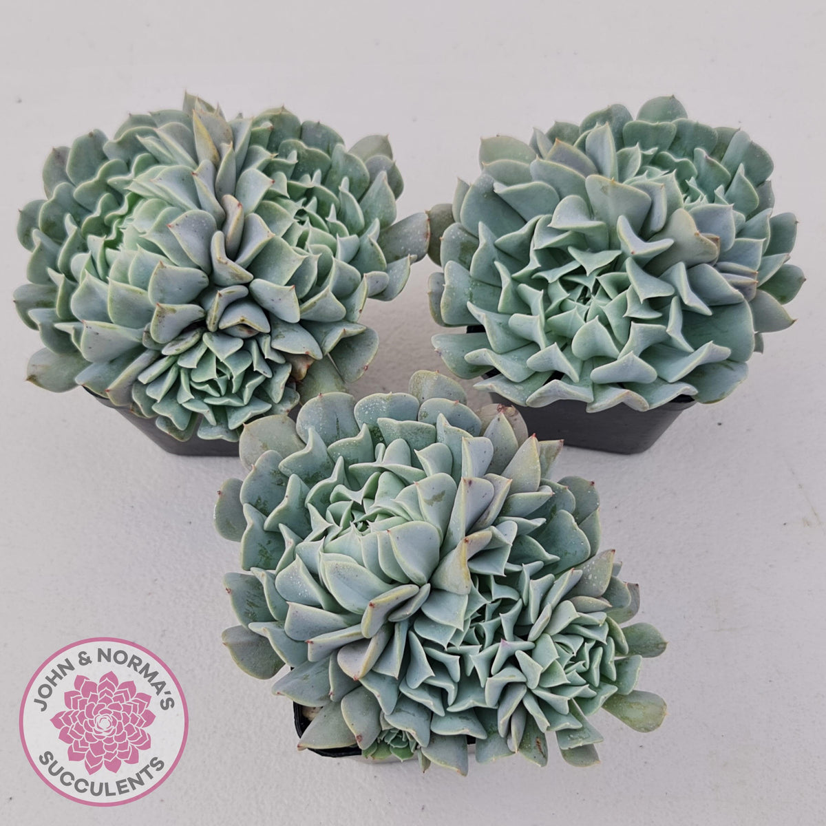 Echeveria Pinwheel Revolution
