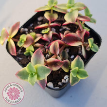 Load image into Gallery viewer, Crassula pellucida Isabella 'Variegata' - John & Norma's Succulents