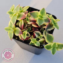 Load image into Gallery viewer, Crassula pellucida Isabella 'Variegata' - John & Norma's Succulents