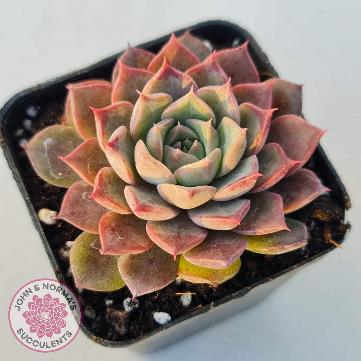 Echeveria 'Conch Girl' aka 'Seashell'