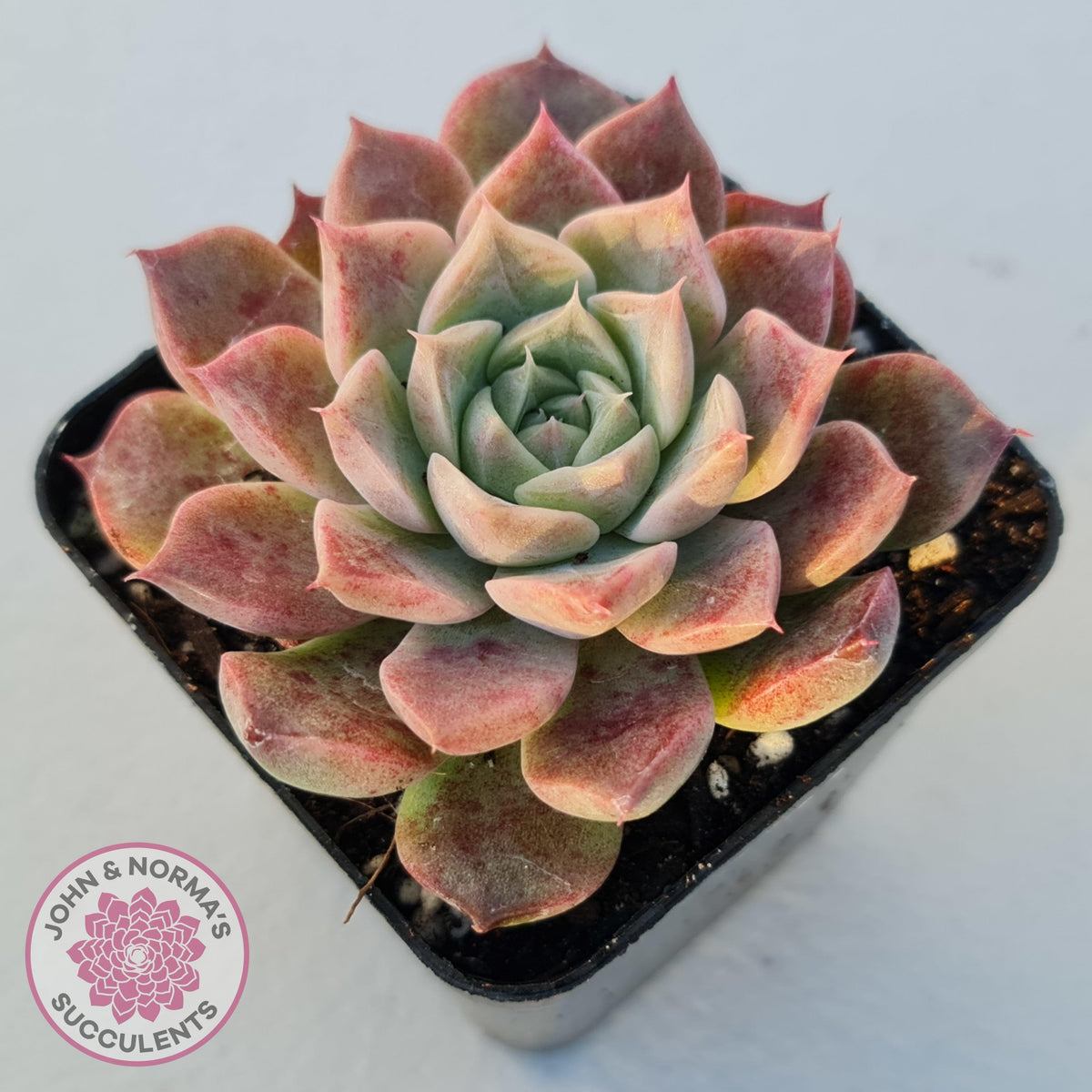 Echeveria 'Conch Girl' aka 'Seashell'