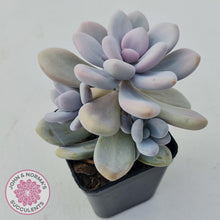 Load image into Gallery viewer, Graptopetalum amethystinum - Lavender Pebbles - John & Norma's Succulents