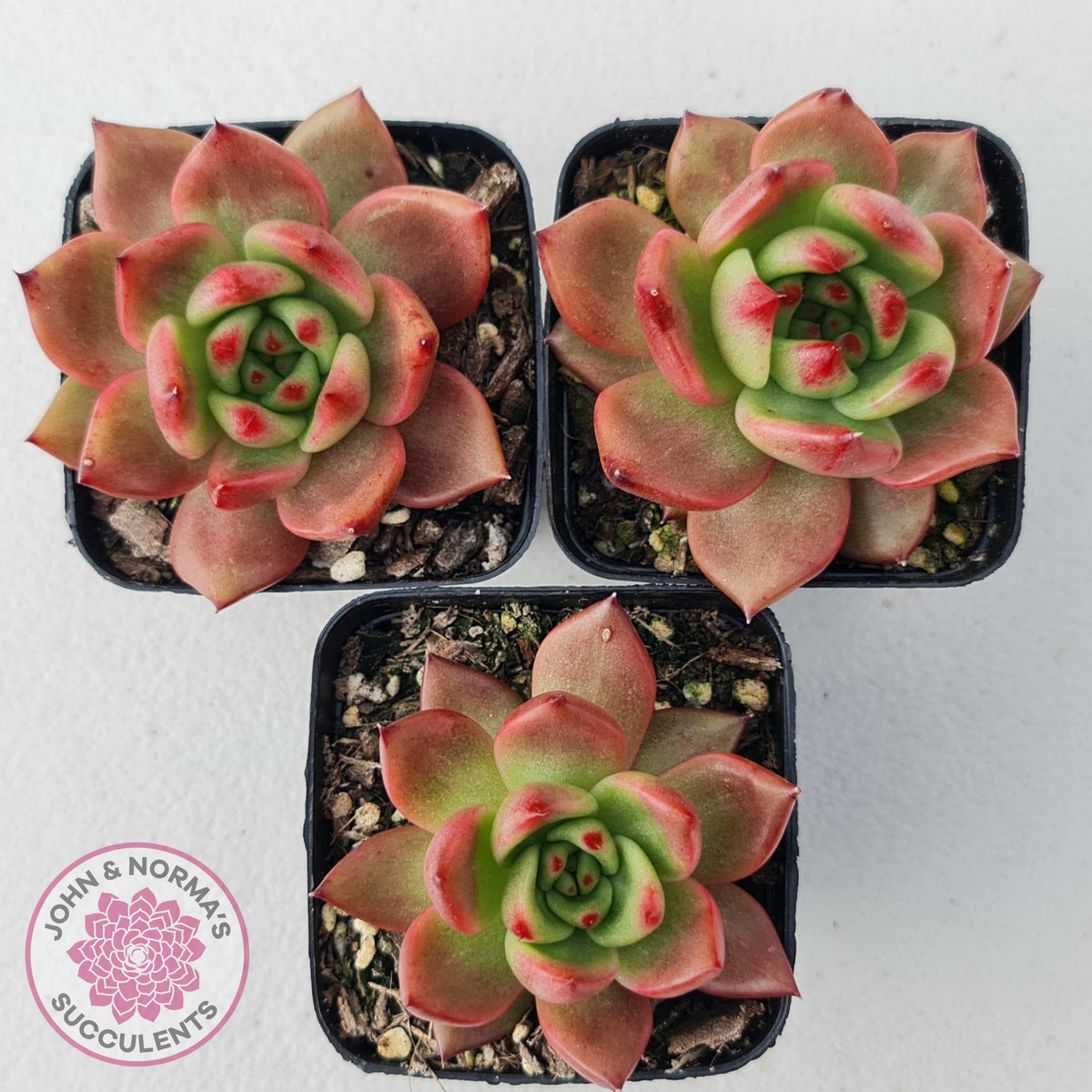 Echeveria Agavoides Amestro (Lg)