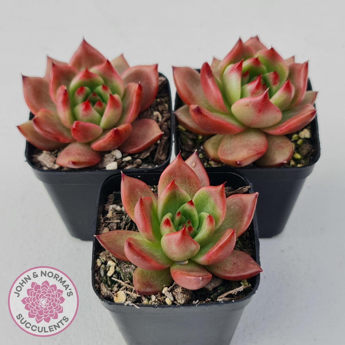 Echeveria Agavoides Amestro (Lg)