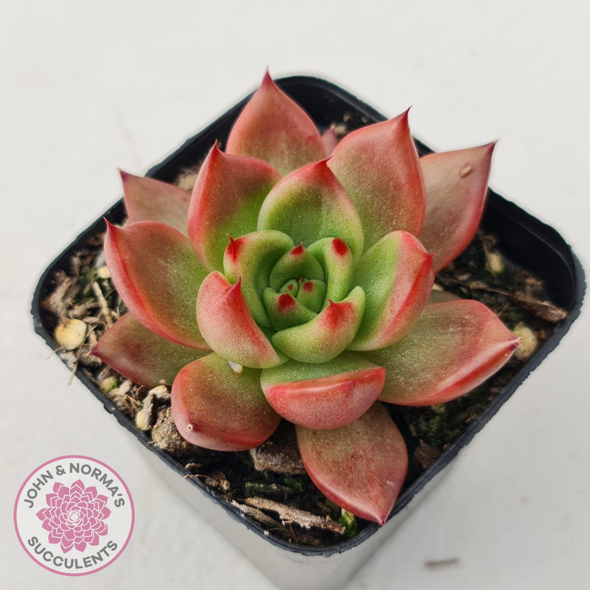 Echeveria Agavoides Amestro (Lg)