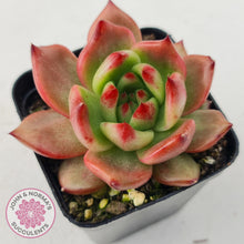 Load image into Gallery viewer, Echeveria Agavoides Amestro - John & Norma's Succulents