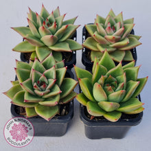 Load image into Gallery viewer, Echeveria Agavoides - John & Norma's Succulents