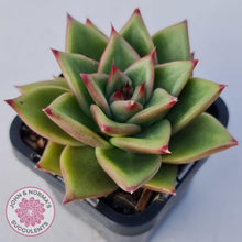 Load image into Gallery viewer, Echeveria Agavoides - John & Norma's Succulents
