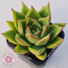 Load image into Gallery viewer, Echeveria Agavoides - John & Norma's Succulents