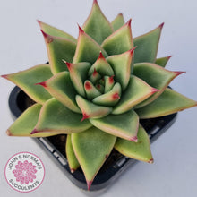 Load image into Gallery viewer, Echeveria Agavoides - John & Norma's Succulents