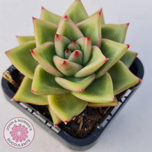 Load image into Gallery viewer, Echeveria Agavoides - John & Norma's Succulents