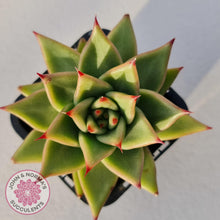 Load image into Gallery viewer, Echeveria Agavoides - John & Norma's Succulents