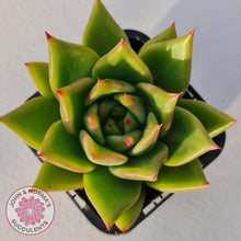 Load image into Gallery viewer, Echeveria Agavoides - John & Norma's Succulents