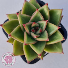 Load image into Gallery viewer, Echeveria Agavoides - John & Norma's Succulents