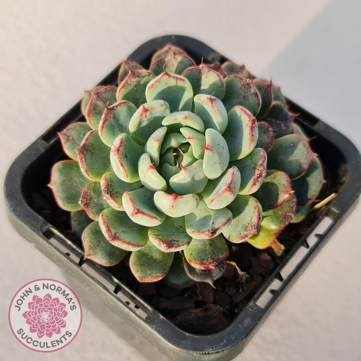 Echeveria blue minima