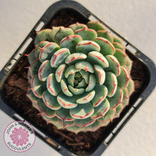 Load image into Gallery viewer, Echeveria blue minima - John & Norma's Succulents