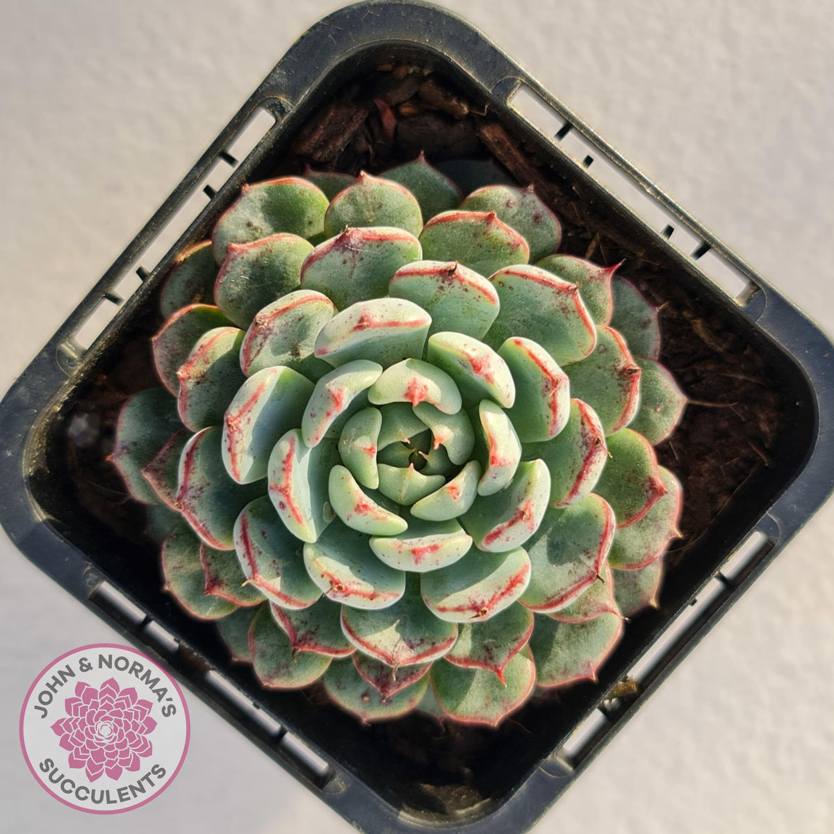 Echeveria blue minima