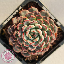 Load image into Gallery viewer, Echeveria blue minima - John & Norma's Succulents