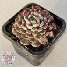 Load image into Gallery viewer, Echeveria blue minima - John & Norma's Succulents