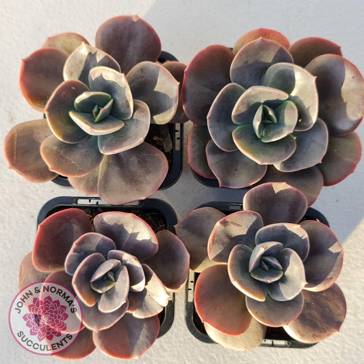 Echeveria Blue Metal (Single)