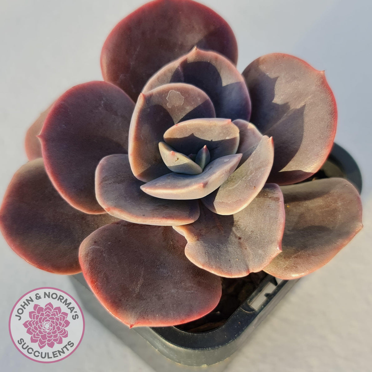 Echeveria Blue Metal (Single)