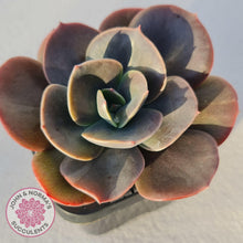 Load image into Gallery viewer, Echeveria Blue Metal - John & Norma's Succulents