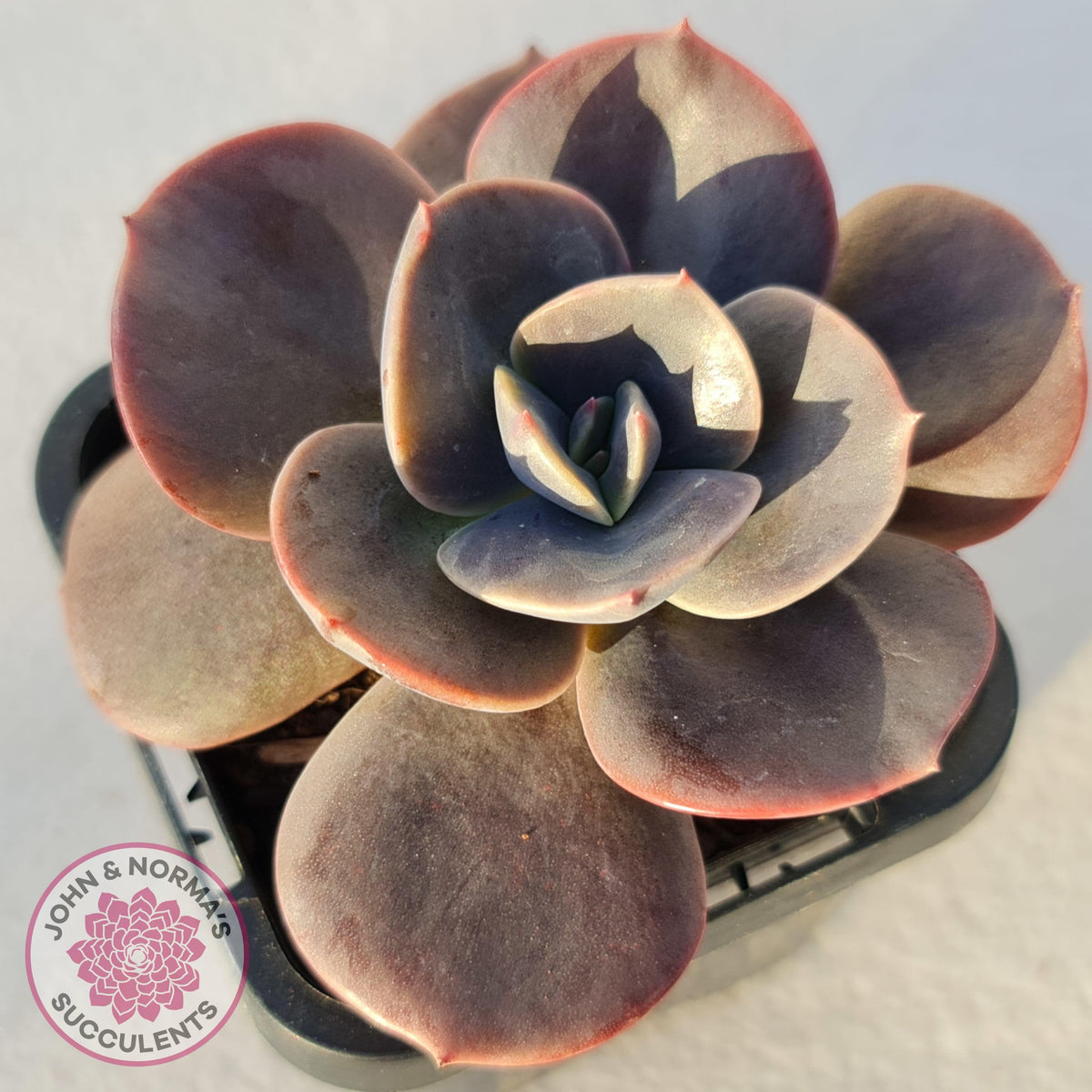 Echeveria Blue Metal (Single)