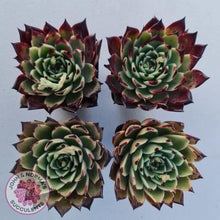 Load image into Gallery viewer, Echeveria Dark Night - New Korean Import - John & Norma's Succulents