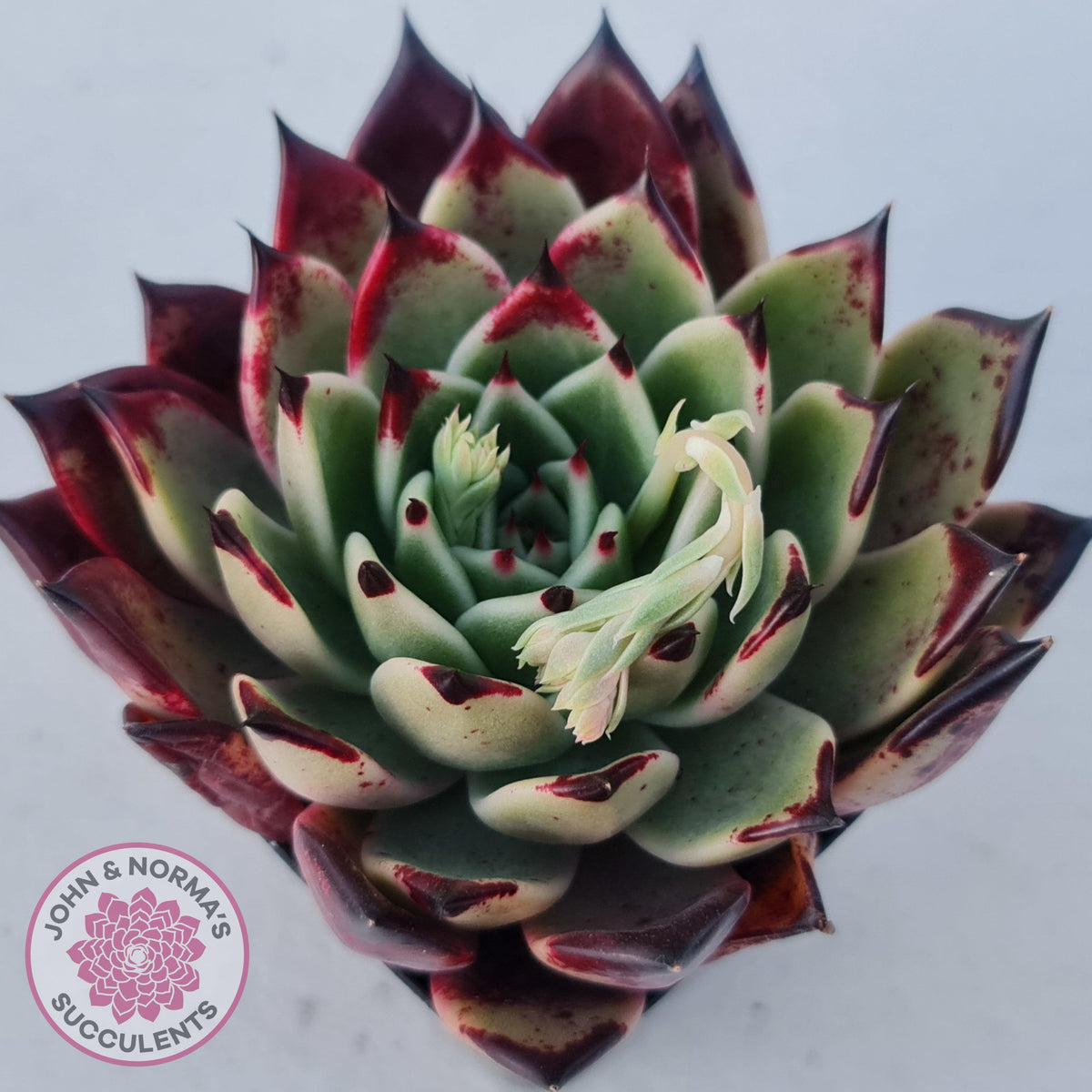 Echeveria 'Dark Night'