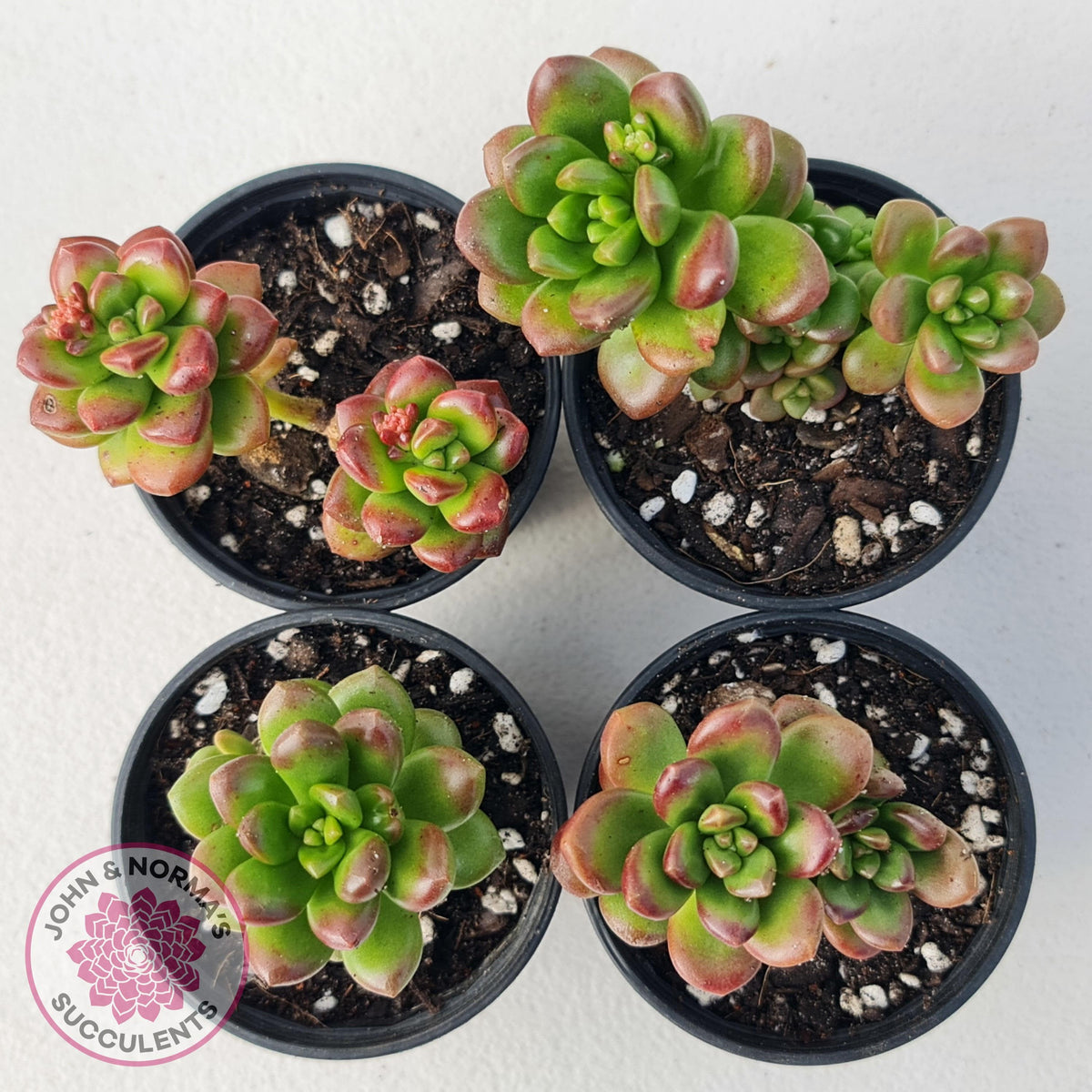 Sedum lucidum 'Obesum'