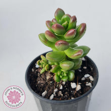 Load image into Gallery viewer, Sedum lucidum obesum - John & Norma's Succulents