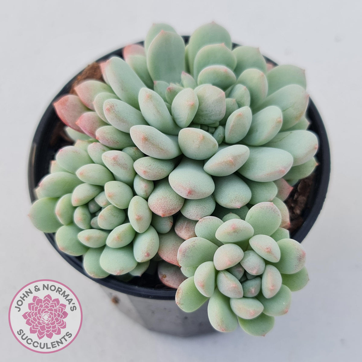 Echeveria 'Cute Bean' clumps