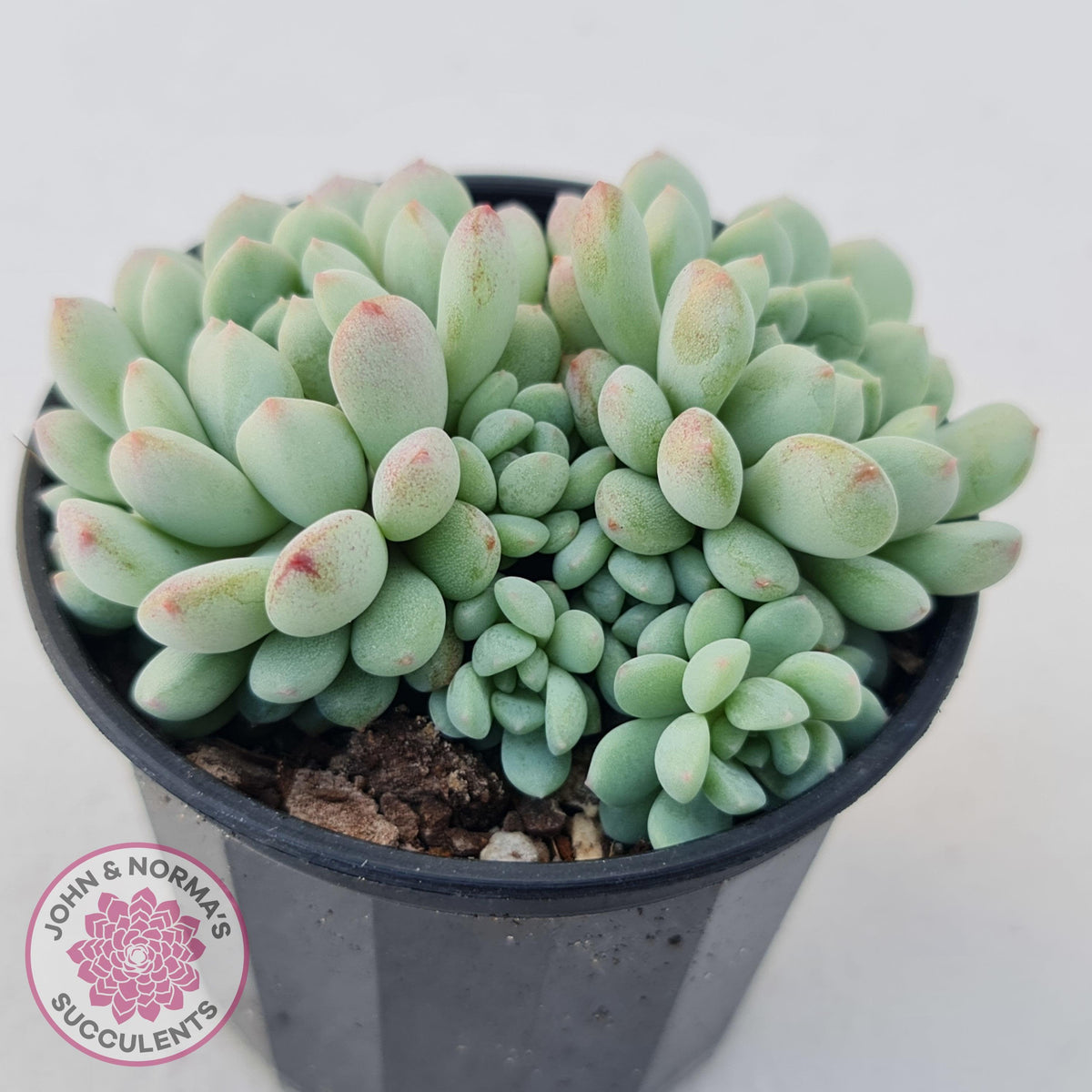 Echeveria 'Cute Bean' clumps