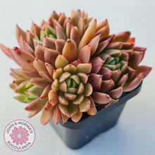 Load image into Gallery viewer, Echeveria Agavoides Gilva - John & Norma's Succulents