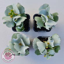 Load image into Gallery viewer, Cotyledon 'Silver Waves' - John & Norma's Succulents