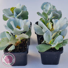 Load image into Gallery viewer, Cotyledon 'Silver Waves' - John & Norma's Succulents