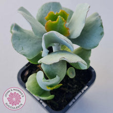 Load image into Gallery viewer, Cotyledon 'Silver Waves' - John & Norma's Succulents