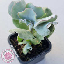 Load image into Gallery viewer, Cotyledon 'Silver Waves' - John & Norma's Succulents